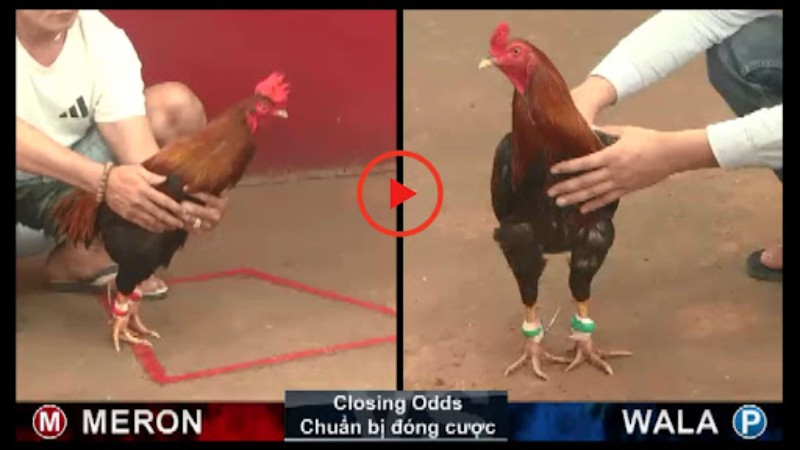 Đá gà Thomo PQ88 - Bí quyết soi chiến kê thắng lớn của cao thủ 3 Đá gà Thomo PQ88