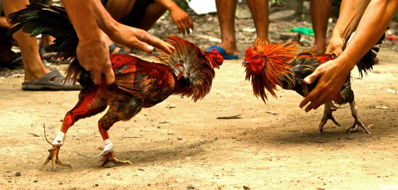 Đá gà cựa sắt: Đấu chiến kê đỉnh cao tại PQ88 3 Đá gà cựa sắt PQ88