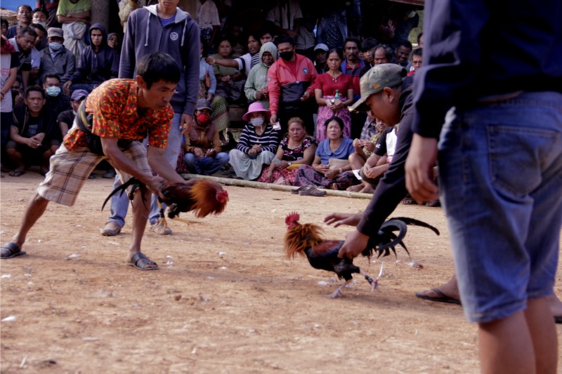 Đá gà cựa dao PQ88: Mãn nhãn với từng cú đá của chiến kê 4 Đá gà cựa dao PQ88