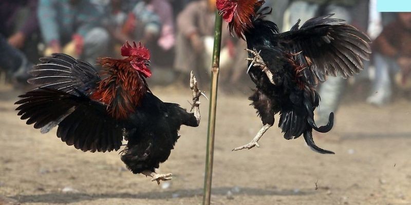 Đá gà Thomo PQ88 - Bí quyết soi chiến kê thắng lớn của cao thủ 2 Đá gà Thomo PQ88